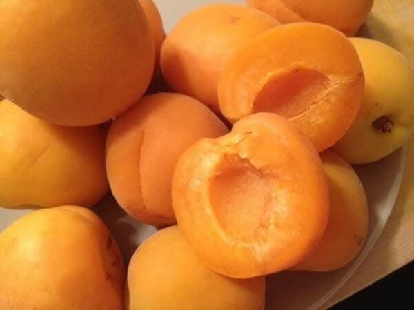 Apricot