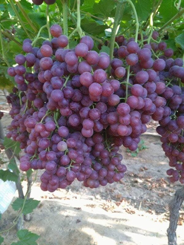 Grapes