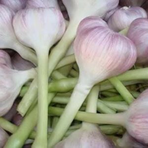 Garlic